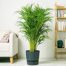 areca
